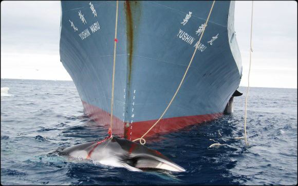 2014.04.01 - UN Court Halts Japan's Antarctic Whaling
